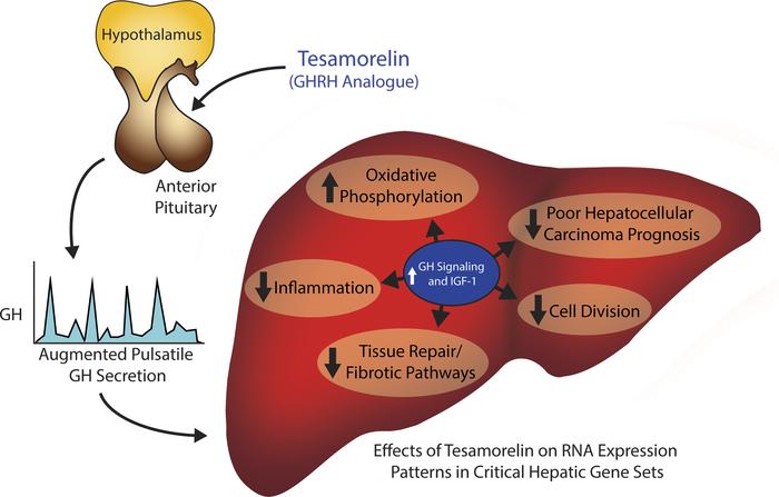 How Tesamorelin Works