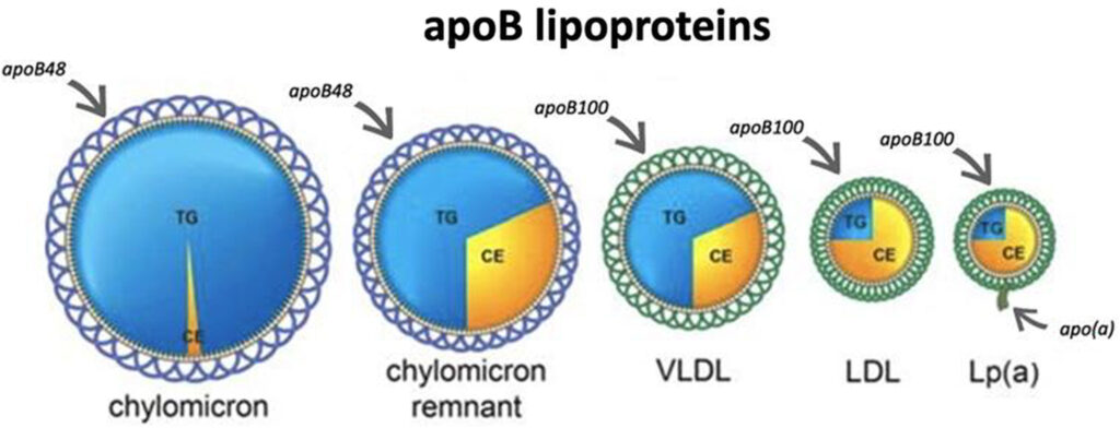 ApoB lipoproteins - 1st Optimal Diagnostic Testing