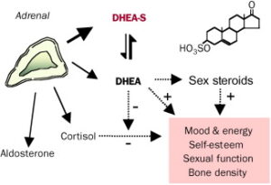 Cortisol and DHEA