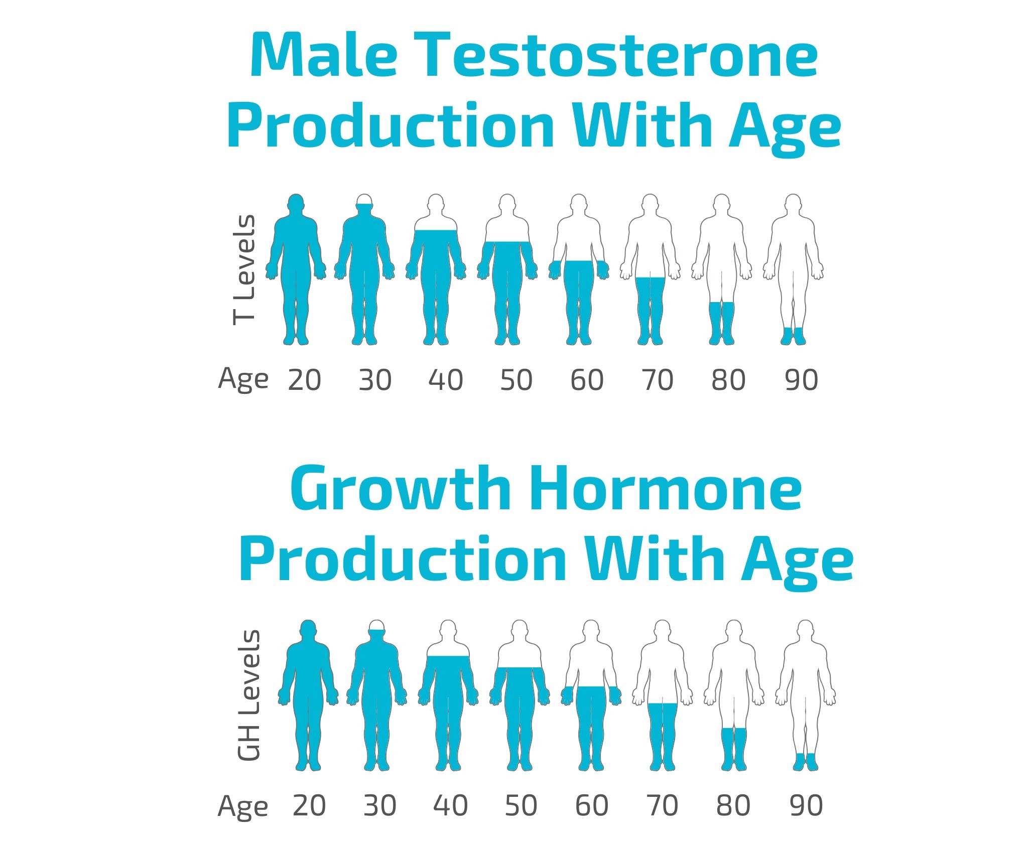 Male Hormone Production