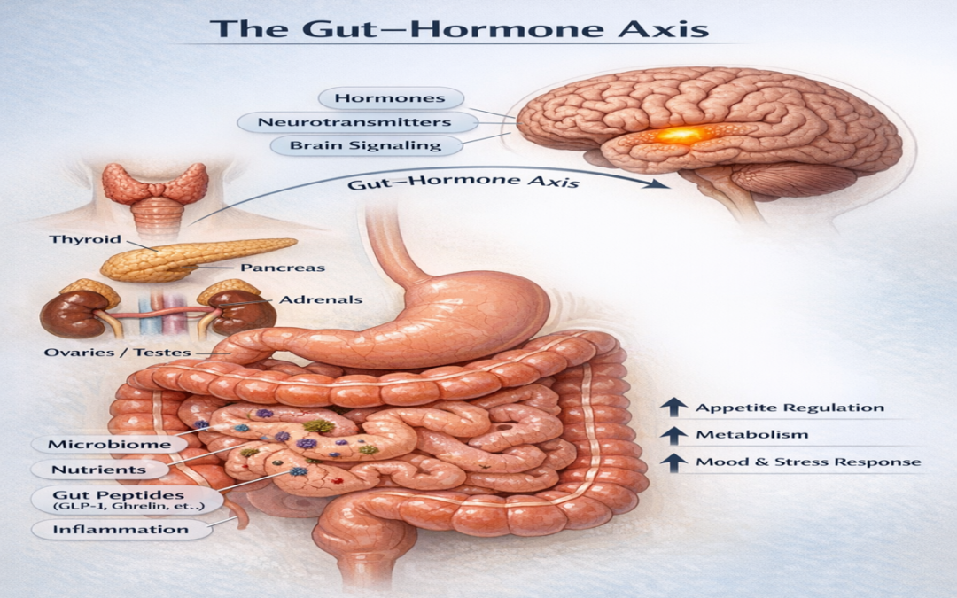 The Gut–Hormone Axis: Why Menopause Can Trigger Digestive Problems and How to Manage Them